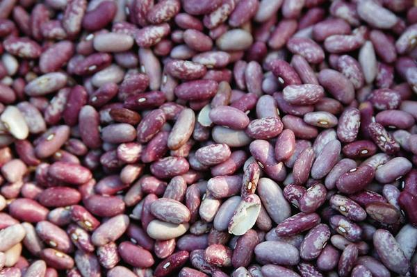 How To Grow Pinto Beans: Planting, Care, Varieties and Types