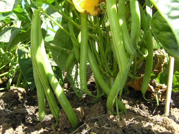 French beans