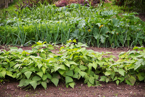 A bed of beans in the garden