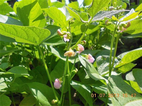 Выращивание фасоли: сорта, посадка, уход, подкормка и сбор урожая