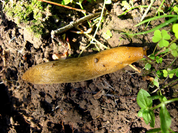 Slugs are the main pests of beans