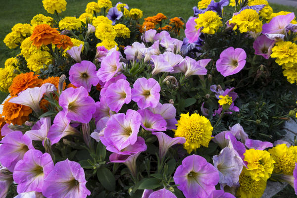 Петуния и бархатцы - популярные садовые цветы