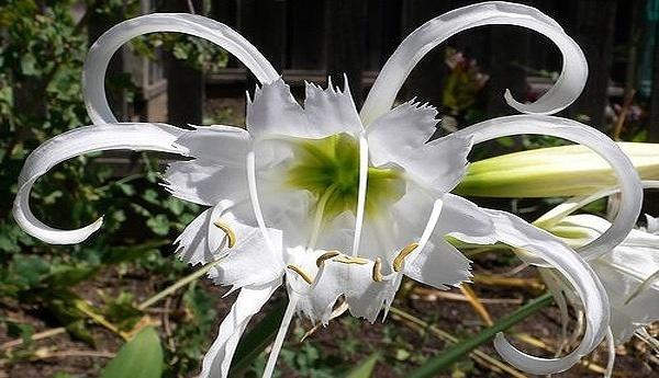 Hymenocallis festalis. Фото сайта fialka.tomsk.ru