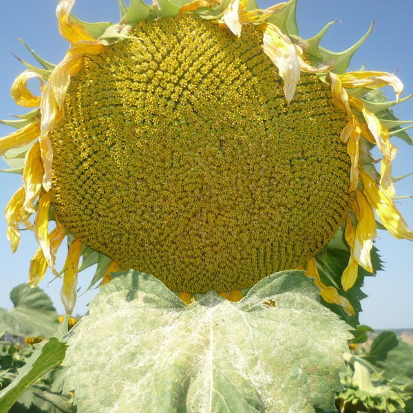 Подсолнух – цветок, следящий за солнцем | Новости Ульяновска. Смотреть онлайн