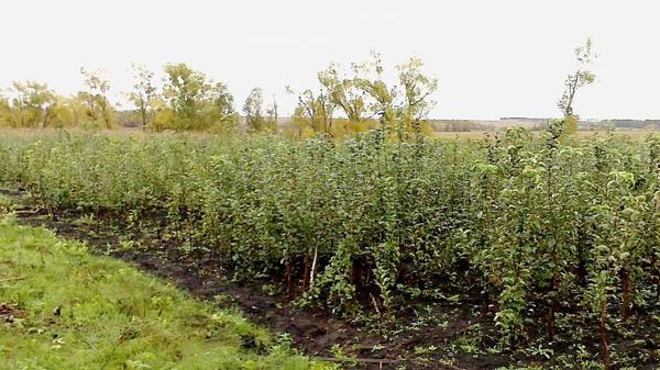 Саженцы черноплодной рябины в питомнике. Фото с сайта ulpitomnik.ru