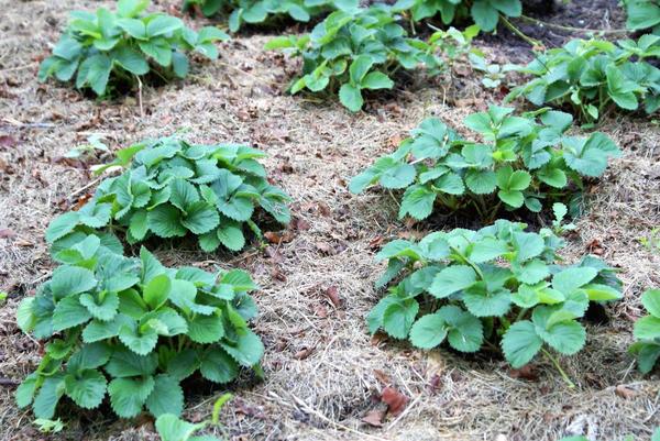 Уход за садовой земляникой осенью: уборка, обработка, удобрение и полив
