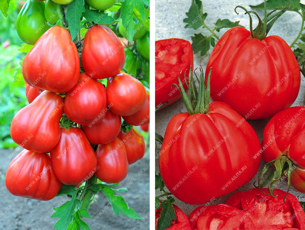 Лучшие сорта томатов Агрофирмы Аэлита по итогам 2017 года
