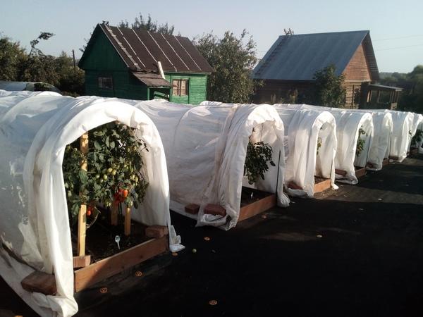 Теплицы и временные укрытия позволяют получать отличный урожай