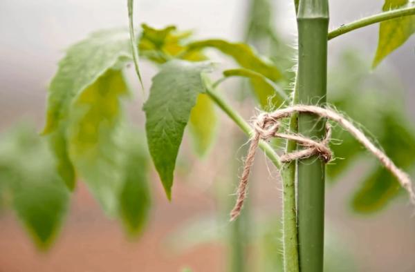 Закреплять растения лучше льняной или хлопчатобумажной верёвочкой