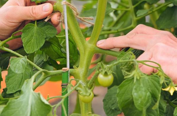Формирование высокорослых томатов в теплице: советы, видео