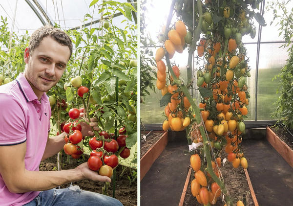 Формирование детерминантных томатов в открытом грунте. Фото, видео