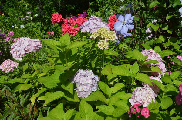 Правильный уход даст возможность любоваться пышными цветами гортензии крупнолистной каждое лето. Фото автора