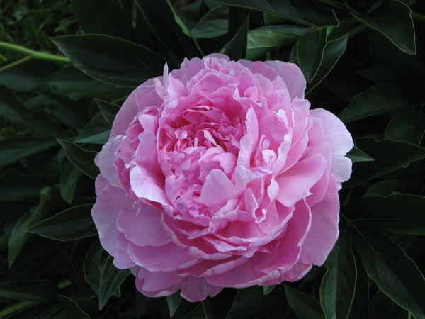 Susie Q (Сьюзи Ку) имеет ярко-розовые цветки диаметром 17 см. Фото с сайта commons.wikimedia.org
