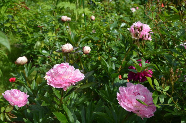 Розово-сиреневый обильно цветущий Albert Crousse (Альбер Крусc). Фото автора