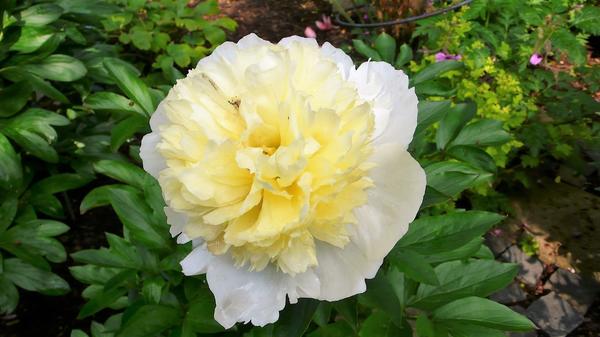 Сорт Primevere (Примавера) кремово-белый цветок, в центре желтое основание лепестков. Фото с сайта sadovod-proskurina.ru