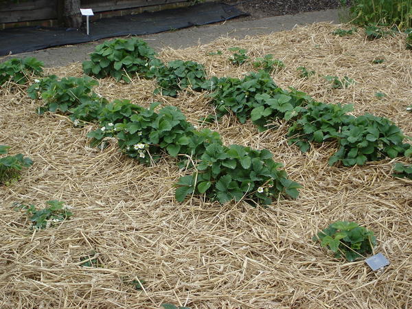 Мульчирование земляники садовой, которая по-английски так и называется strawberry &amp;amp;amp;amp;amp;amp;amp;amp;amp;amp;amp;amp;ndash; соломенная ягода. Фото автора