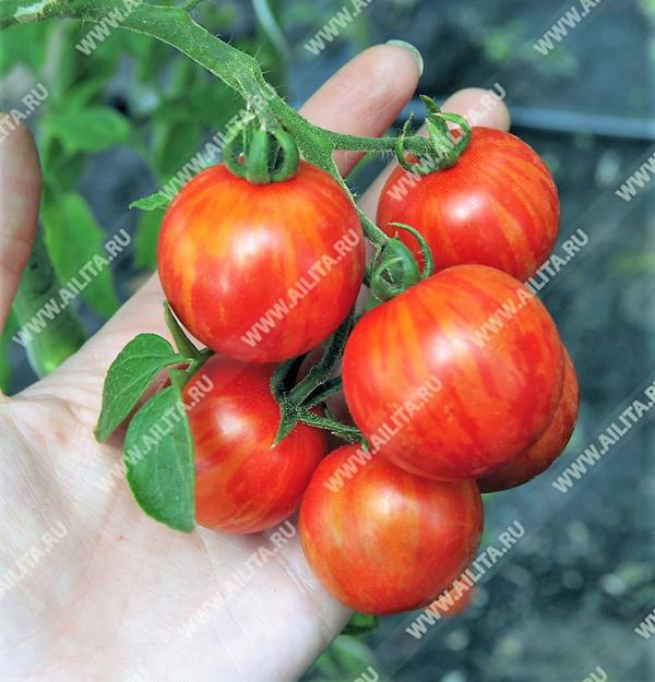 Коктейльный томат Тигрёнок это фантастическое сочетание красоты и вкуса