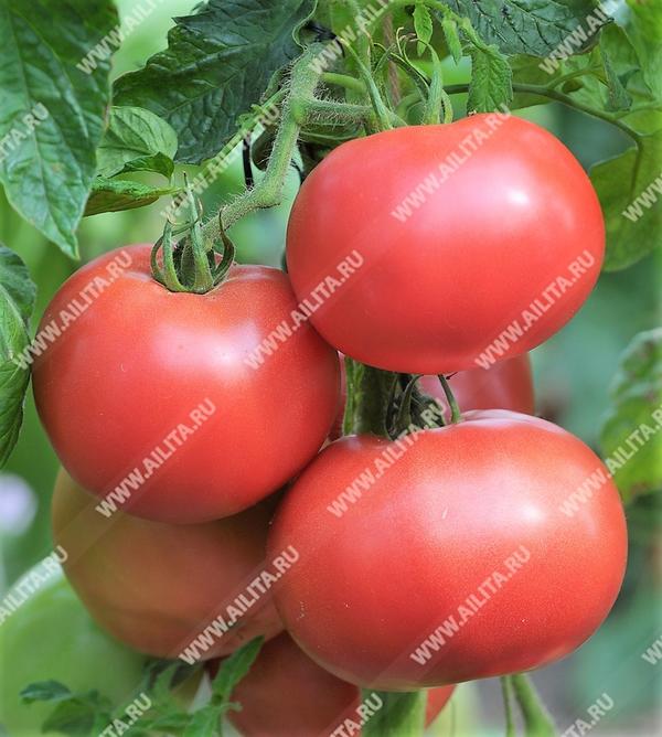 Пузатики чудесные розовые томаты