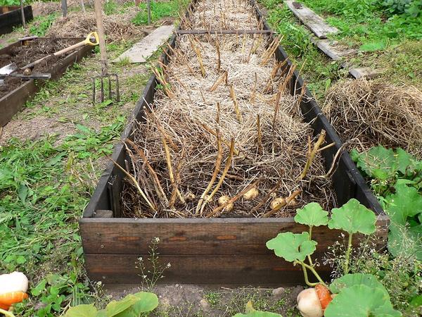 Технология выращивания картофеля под соломой: секреты урожая