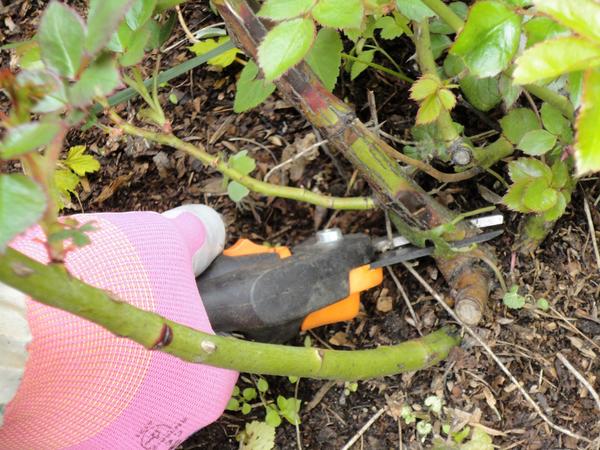 санитарная обрезка роз. удаляем побеги, пораженные инфекционным ожогом. фото автора