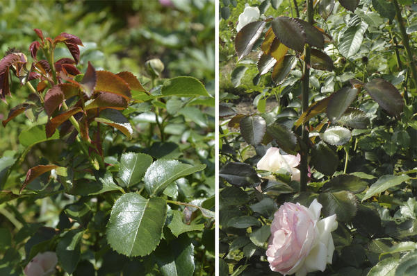 Глянцевая листва препятствует сильному испарению влаги, а колючки эволюционный механизм, необходимый для жизни розы в засушливом климате. Фото автора