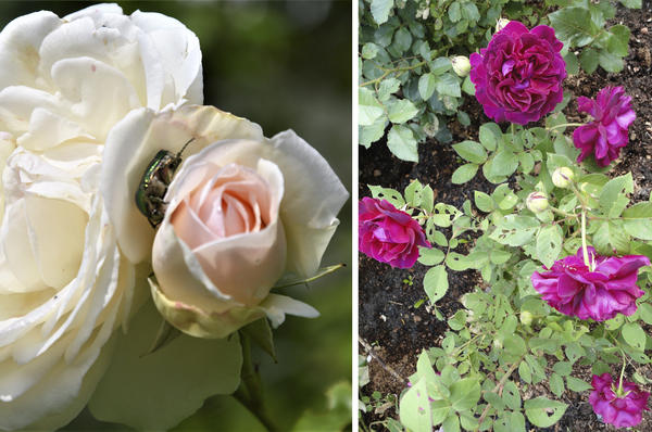 слева: бронзовка притаилась и ждет своего часа. справа: листья розы, повреждённые бронзовкой. фото автора
