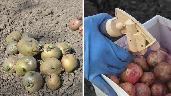 Картофель желательно предварительно прорастить и обработать от вредителей