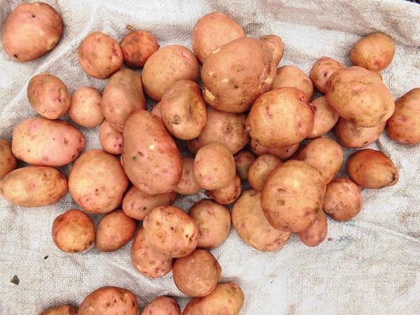 Сорт картофеля Торнадо 1Р, 20 кг - купить на Агробиз, цена грн. - 