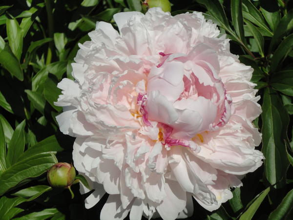Цветок сорта Sarah Bernhardt само совершенство. Фото автора