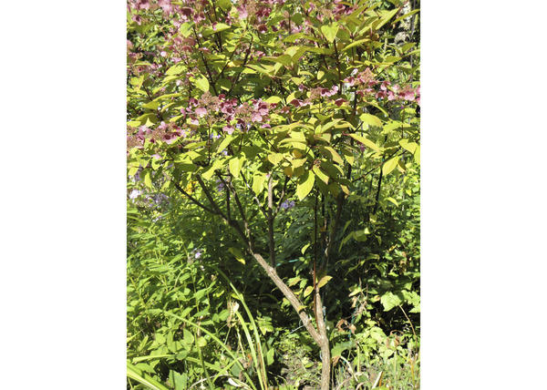 Многогранная метельчатая гортензия (Hydrangea paniculata) и альтернативный вариант «классической» формирующей обрезки. Часть 1
