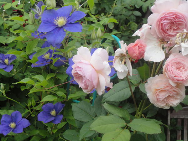 Розы и клематисы: варианты сочетаний. Фото
