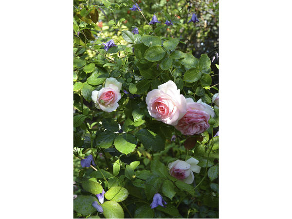 Видовой клематис фиолетовый (Clematis viticella) и роза Pierre de Ronsard. Фото автора