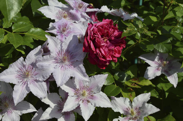 Клематис Marmori с розой Red Eden Rose. Фото автора