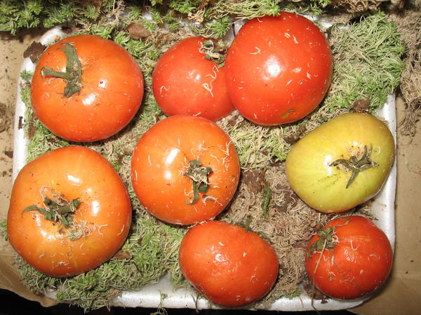 Дозаривание томатов на сфагнуме. Фото Полины