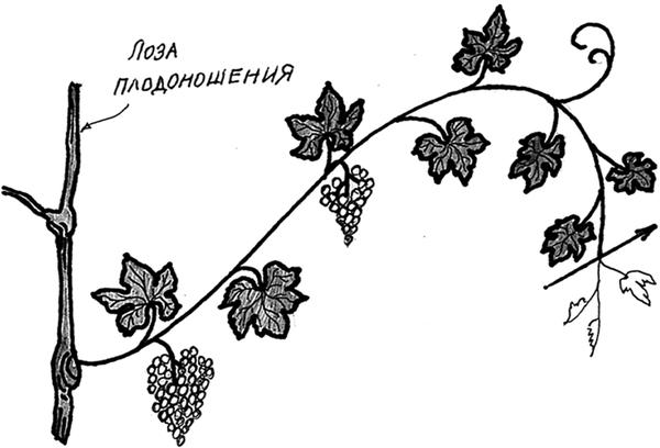 Вершкование плодоносящей лозы после появления усика. Фото из книги Сад и огород. Секреты лёгких урожаев