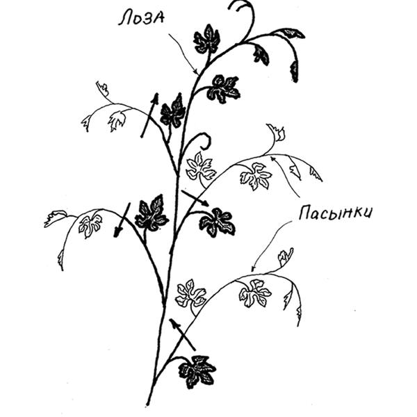 Обрезка пасынков. Фото из книги Сад и огород. Секреты легких урожаев