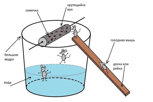 Крысоловка своими руками из пластиковых бутылок схема