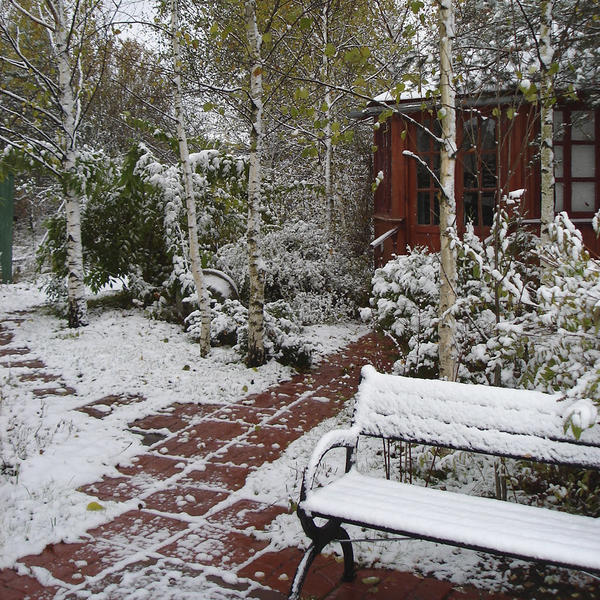 Первый снег  преображает сад. Фото автора