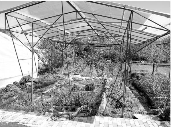 Весеннее фото конструкции крыши для виноградника. Между кустами большие грядки с перцем и томатами