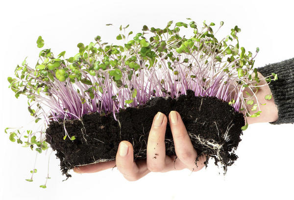 микрозелень можно выращивать традиционным способом на почве
