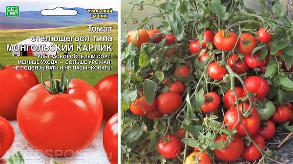 Оригинальные и урожайные сорта томатов для открытого грунта и теплиц