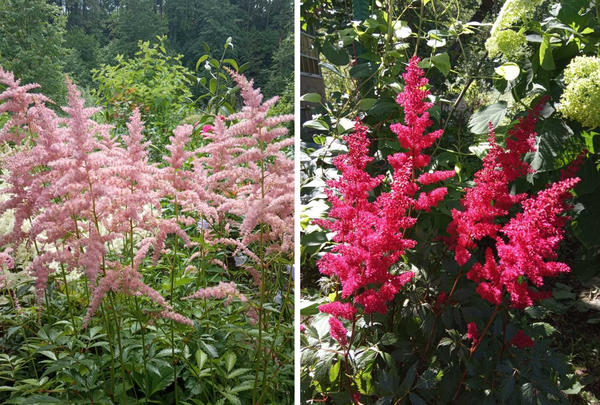 Слева Bressingham Beauty - нежные соцветия этого высокого сорта хороши в массовых посадках. Справа яркие соцветия сорта Fanal - прекрасное украшение цветников. Фото автора