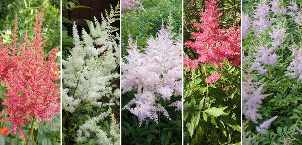 Соцветия у астильб могут быть разных цветов. Слева направо: коралловый, белый, нежно-розовый, малиновый, сиреневый. Фото автора
