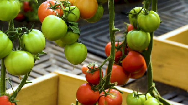 Суперурожайный томат Лось — сибирский гибрид для теплицы