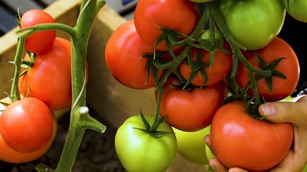 Суперурожайный томат Лось — сибирский гибрид для теплицы