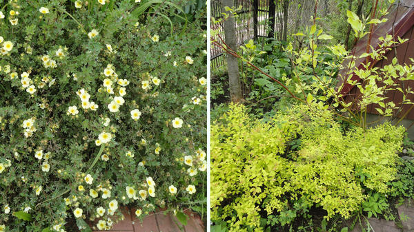 Слева: лапчатка цветет все лето напролет. Справа: спирея японская Golden Princess весной. Фото автора