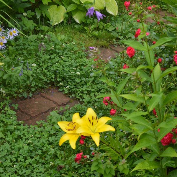 Клевер глушит сорняки, практически не вытаптывается и отлично смотрится в саду среди цветов. Фото автора