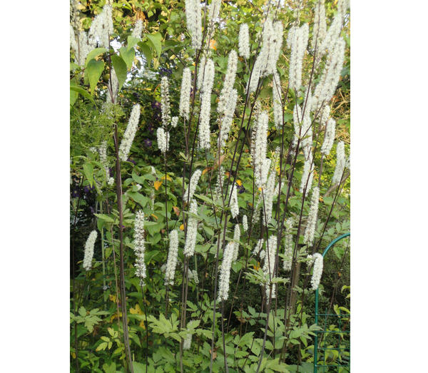 Клопогон цветет белыми колосьями из мелких ароматных цветочков, привлекающих пчел. Главное достоинство резная листва. Фото автора