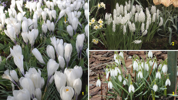 Первоцветы для белого цветника: крокусы (1), мускари (2), галантусы (3)