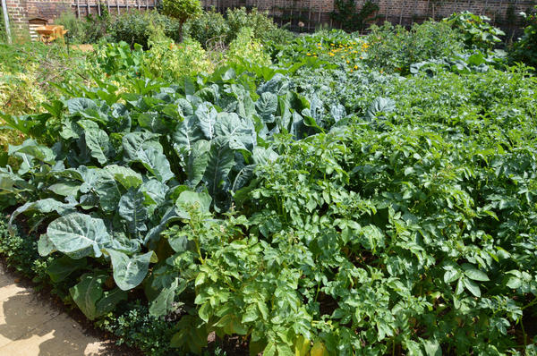 При внесении в почву органики получают чудо-урожаи овощей. Фото автора